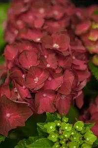 Hydrangea m. 'Magical Ruby Tuesday'?