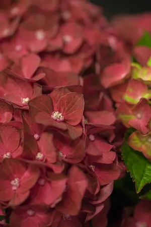 Hydrangea m. 'Magical Ruby Tuesday'? - 5 Ltr pot - image 2