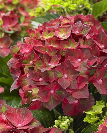 Hydrangea m. 'Magical Ruby Tuesday'? - 5 Ltr pot - image 4