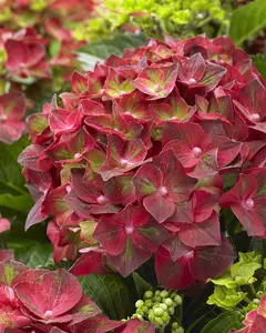 Hydrangea m. 'Magical Ruby Tuesday'? - 5 Ltr pot - image 4