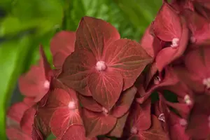 Hydrangea m. 'Magical Ruby Tuesday'? - 5 Ltr pot - image 3