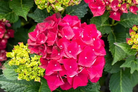 Hydrangea m. 'Magical Ruby Tuesday'? - 5 Ltr pot - image 5