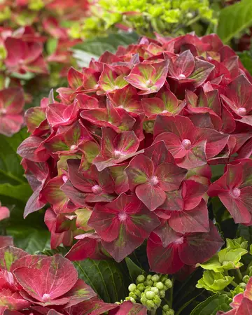 Hydrangea m. 'Magical Rubyred' - 3 Ltr pot - image 4
