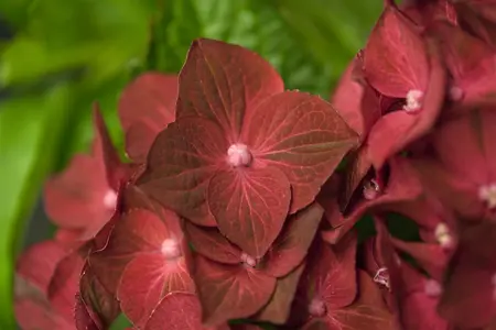 Hydrangea m. 'Magical Rubyred' - 3 Ltr pot - image 3