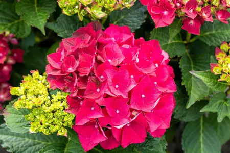 Hydrangea m. 'Magical Rubyred' - 3 Ltr pot - image 5