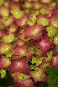 Hydrangea m. 'Magical Sapphire' - 2 Ltr pot - image 2