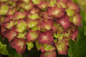 Hydrangea m. 'Magical Sapphire'