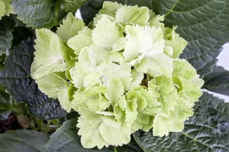 Hydrangea m. 'Magical Wings' - 2 Ltr pot