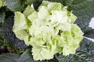 Hydrangea m. 'Magical Wings' - 5 Ltr pot