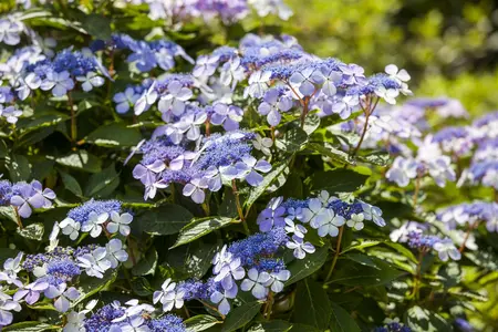Hydrangea m. 'Mariesii Perfecta' (Blue Wave) - 10 Ltr pot