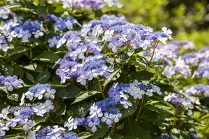 Hydrangea m. 'Mariesii Perfecta' (Blue Wave) - 10 Ltr pot