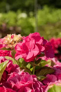Hydrangea m. 'Masja' - LINERS 18 CEL TRAY P9 SIZE - image 2
