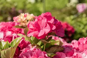 Hydrangea m. 'Masja' - 30-40 CM C3 - image 1