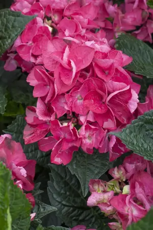 Hydrangea m. 'Merv. Sanguine' - 2 Ltr pot - image 1