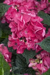 Hydrangea m. 'Merv. Sanguine'