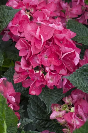 Hydrangea m. 'Merv. Sanguine' - 40-50 CM C7.5 - image 1