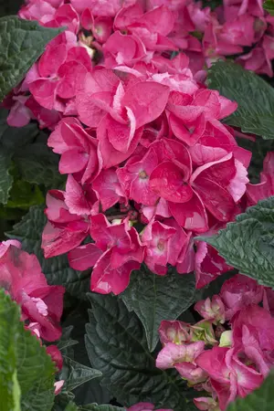 Hydrangea m. 'Merv. Sanguine' - 3 Ltr pot - image 1