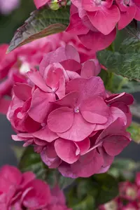 Hydrangea m. 'Merv. Sanguine' - 3 Ltr pot - image 3
