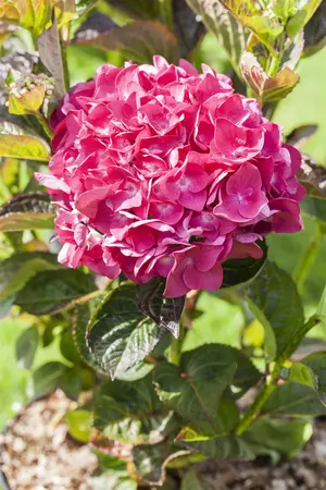 Hydrangea m. 'Merv. Sanguine' - 3 Ltr pot - image 5