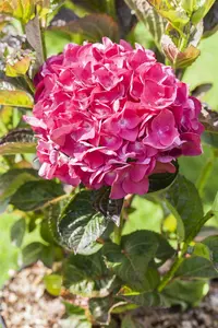Hydrangea m. 'Merv. Sanguine' - 3 Ltr pot - image 5