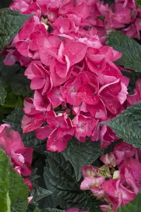 Hydrangea m. 'Merv. Sanguine' - 5 Ltr pot - image 1