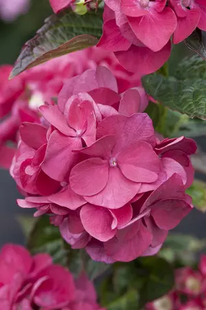 Hydrangea m. 'Merv. Sanguine' - 5 Ltr pot - image 3