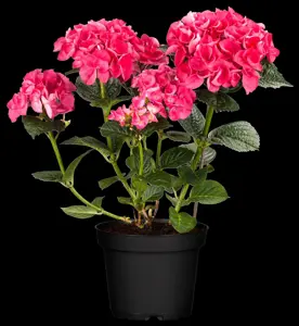 Hydrangea m. 'Merv. Sanguine' - 2 Ltr pot - image 3