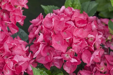 Hydrangea m. 'Merv. Sanguine' - 2 Ltr pot - image 2