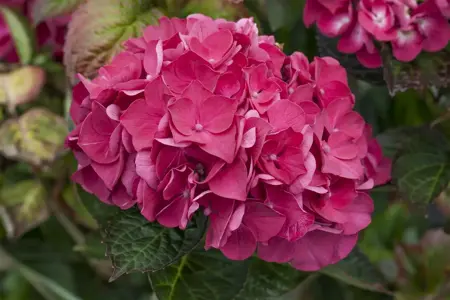 Hydrangea m. 'Merv. Sanguine' - 2 Ltr pot - image 5