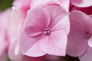 Hydrangea m. 'Messelina'