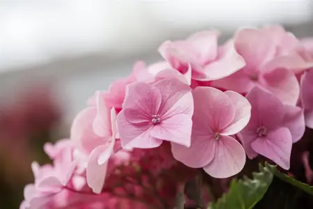 Hydrangea m. 'Messelina' - 2 Ltr pot - image 2