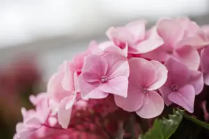 Hydrangea m. 'Messelina' - 2 Ltr pot - image 2