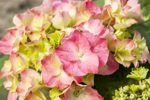 Hydrangea m. 'Messelina' - 2 Ltr pot - image 3