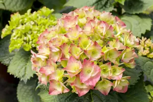 Hydrangea m. 'Messelina' - 2 Ltr pot - image 4