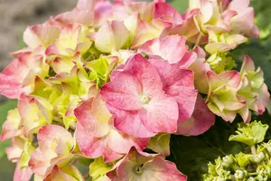 Hydrangea m. 'Messelina' - 20-30 CM C2 - image 3