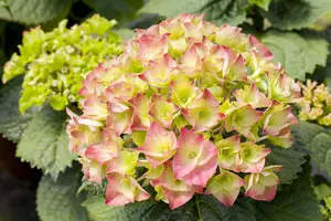 Hydrangea m. 'Messelina' - 20-30 CM C2 - image 4