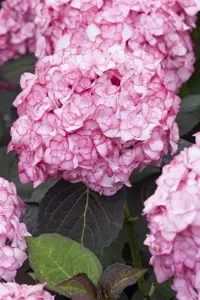 Hydrangea m. 'Miss Saori'?