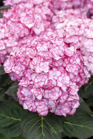 Hydrangea m. 'Miss Saori'? - 3 Ltr pot - image 2