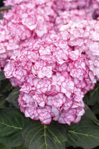 Hydrangea m. 'Miss Saori'? - 3 Ltr pot - image 2