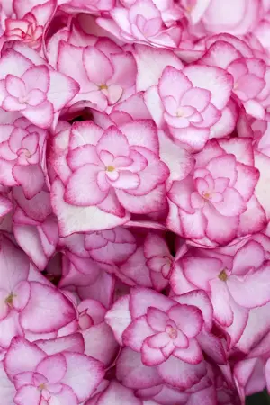 Hydrangea m. 'Miss Saori'? - 3 Ltr pot - image 3