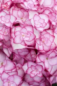Hydrangea m. 'Miss Saori'? - 3 Ltr pot - image 3