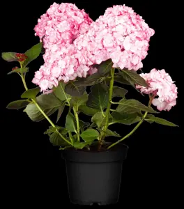 Hydrangea m. 'Miss Saori'? - 3 Ltr pot - image 4