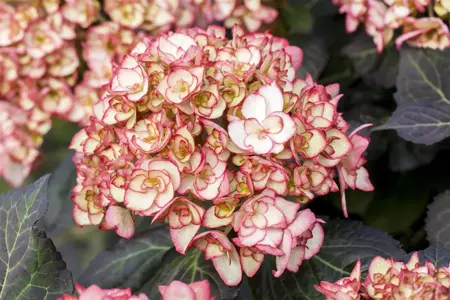 Hydrangea m. 'Miss Saori'? - 3 Ltr pot - image 5