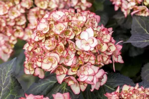 Hydrangea m. 'Miss Saori'? - 3 Ltr pot - image 5