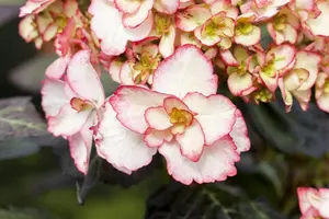 Hydrangea m. 'Miss Saori'? - 25-30 CM C3.5 - image 5