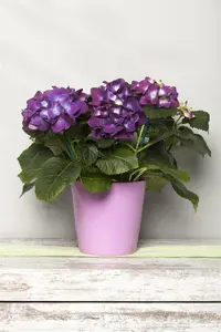 Hydrangea m. 'Ningbo' mix
