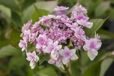 Hydrangea m. 'Papillon' - 5 Ltr pot