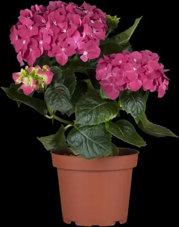 Hydrangea m. 'Pink Pop'? - 2 Ltr pot - image 2