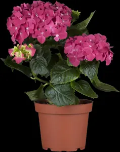 Hydrangea m. 'Pink Pop'? - 2 Ltr pot - image 2