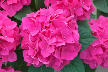Hydrangea m. 'Pink Pop'? - 2 Ltr pot - image 1